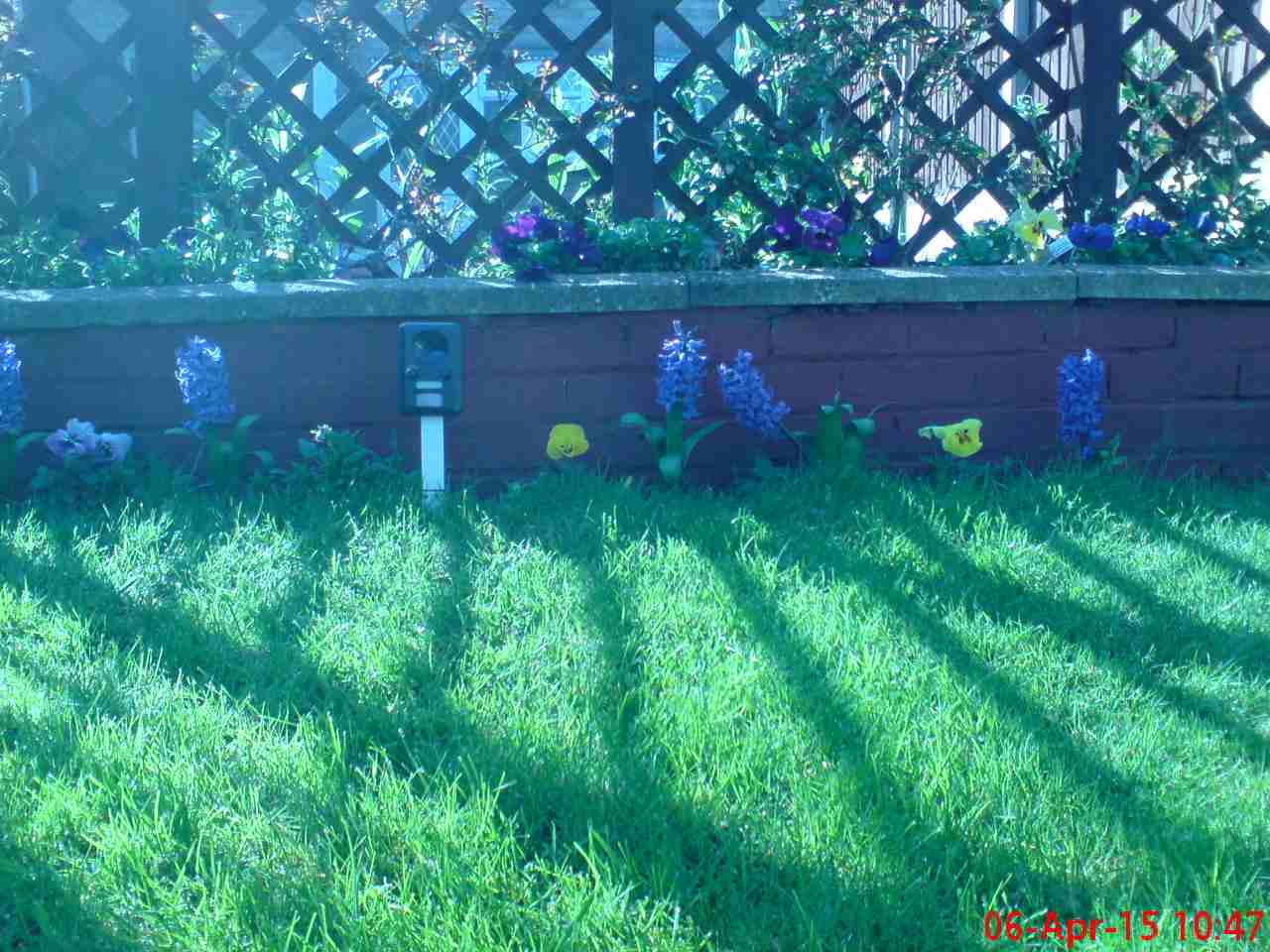 ImagesGarden/2015-04 Hyacinths & Trellace Fence.jpg